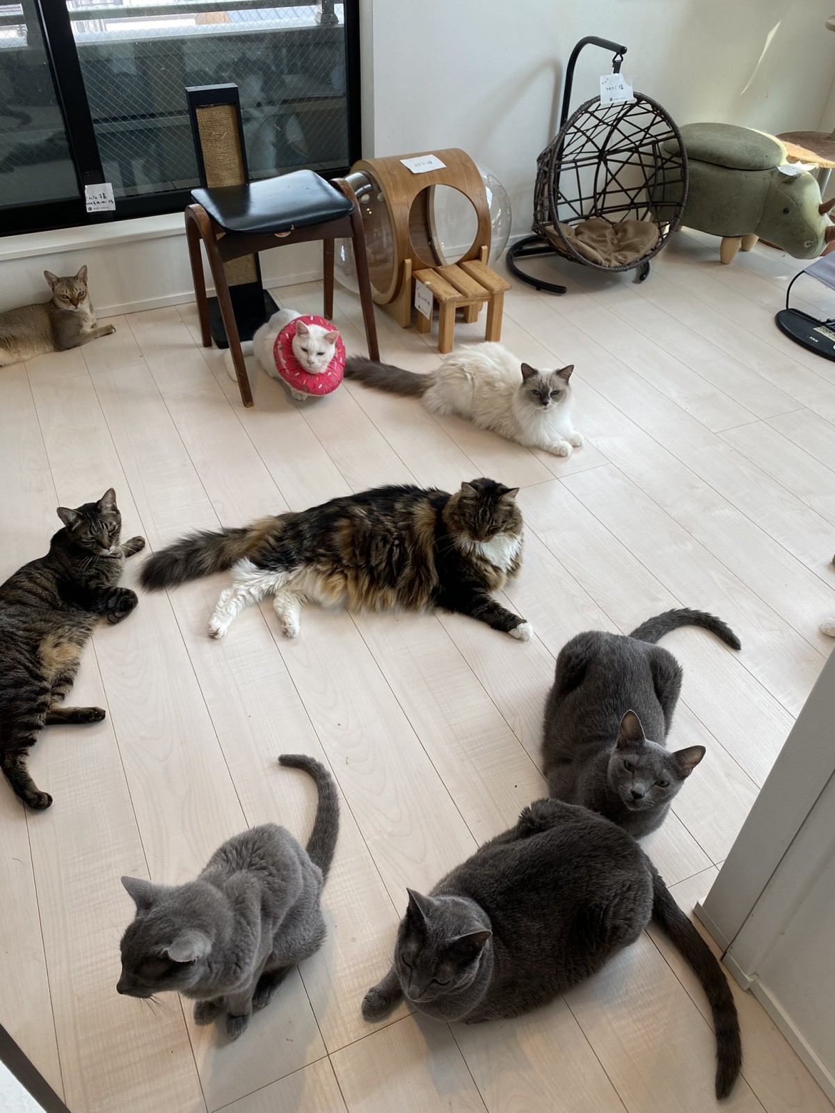 お家にはたくさんの猫が