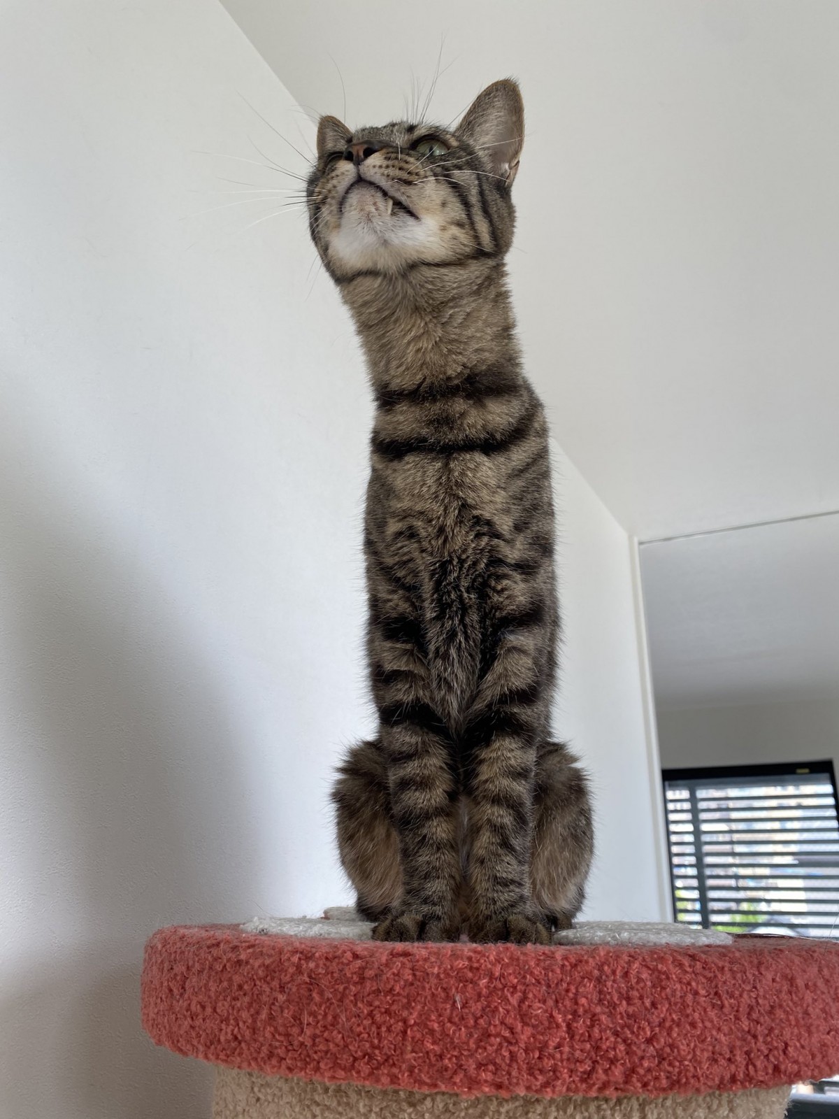 実際の写真(提供:飼い主さん)