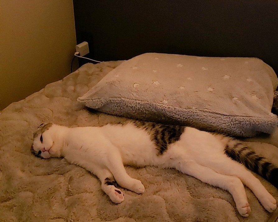 実際の目撃現場(写真提供:飼い主さん)