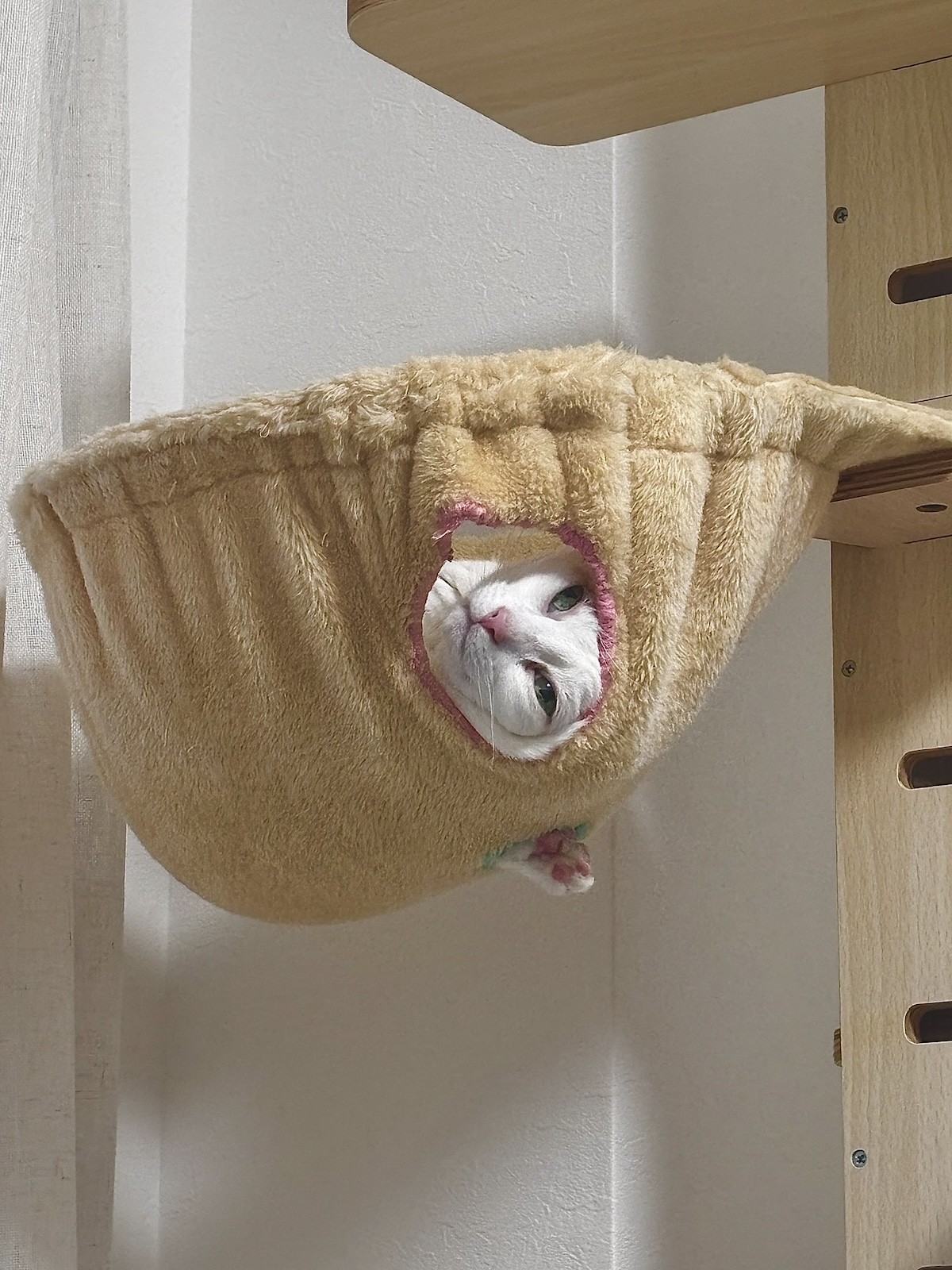 ハンモックが大好きニャ