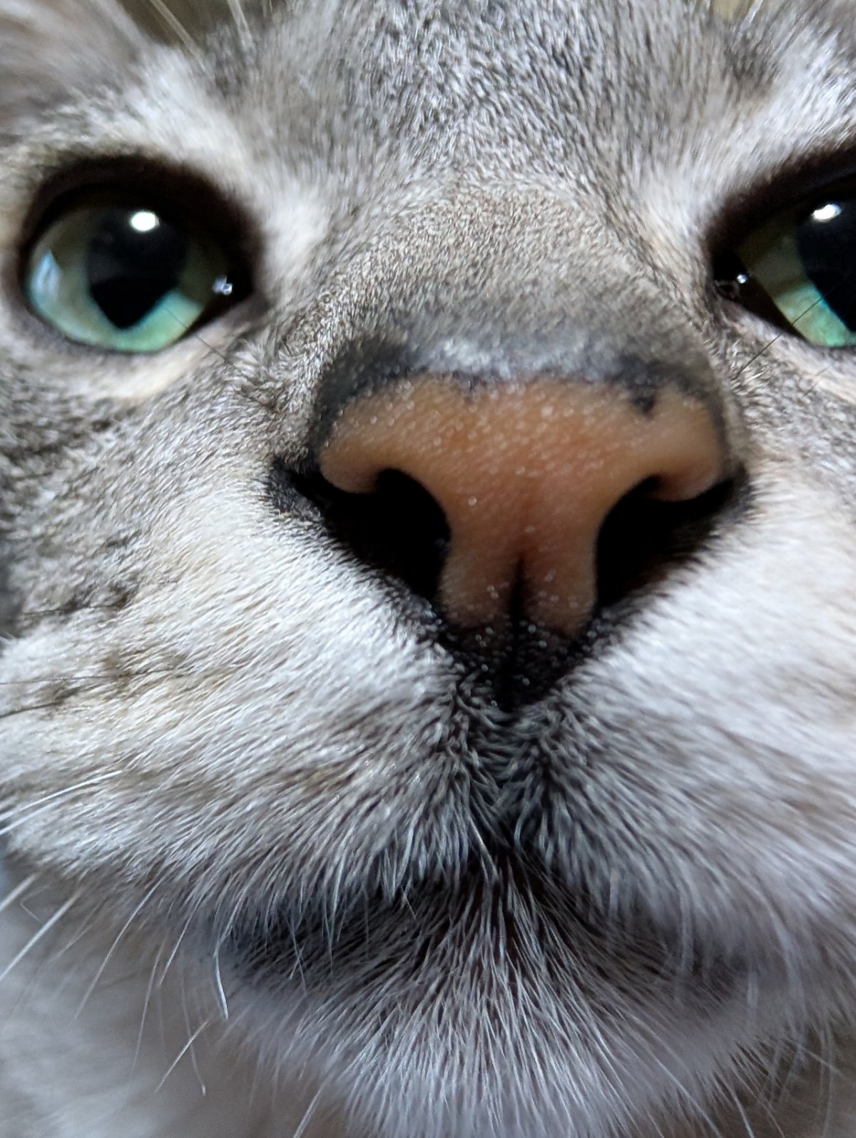 猫ちゃんのアップ顔