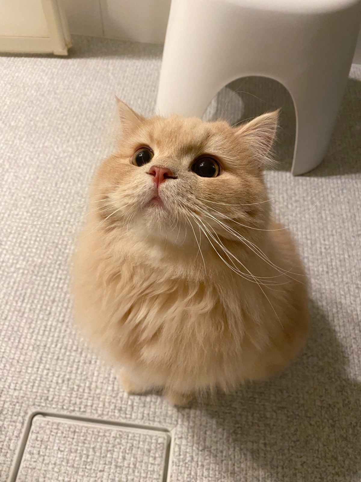 普段の猫ちゃんはこんな感じ