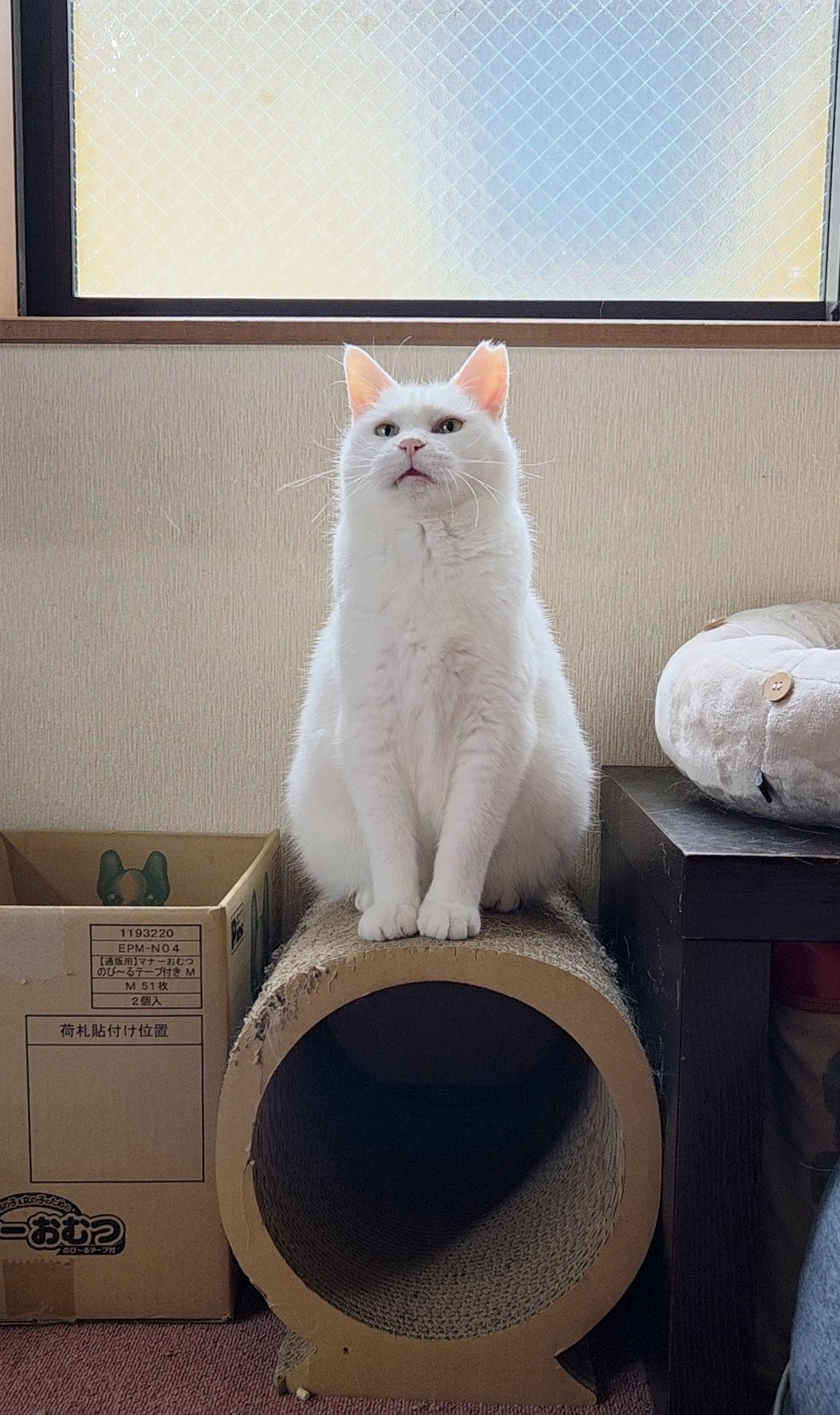 正常時のおもちちゃん