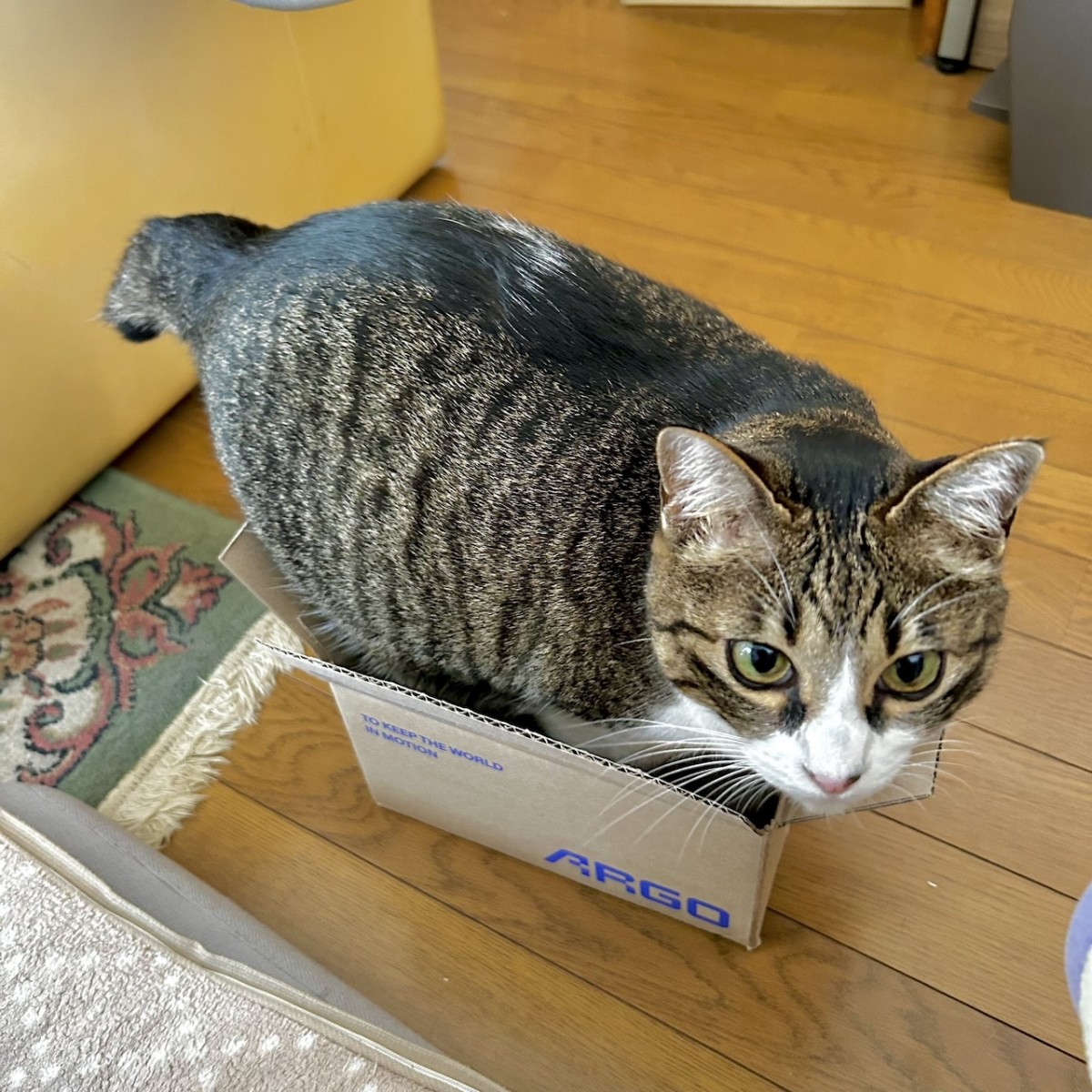 実際の写真(提供:飼い主さん)