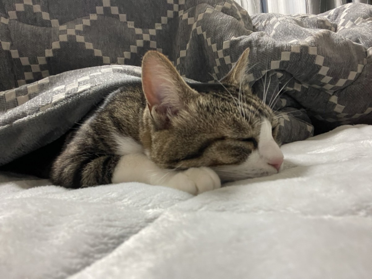 一度入ると出られニャい