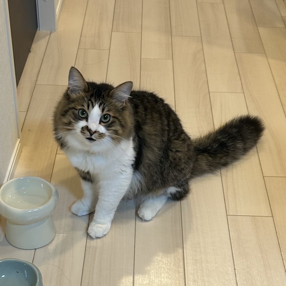 尻尾がたぬきみたいな猫ちゃん
