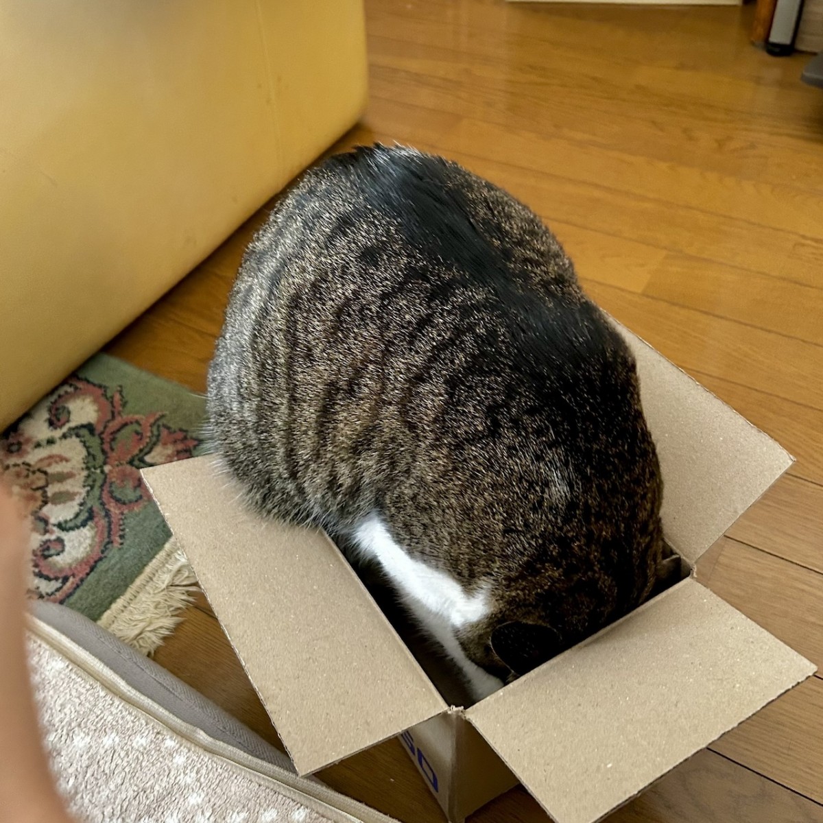 絶対に入ってやるニャ