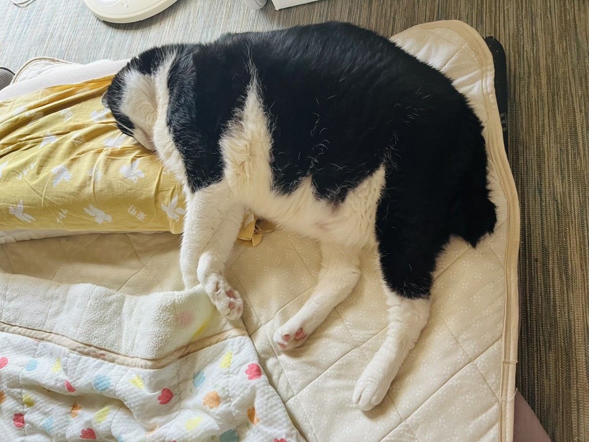 猫の熱中症に注意