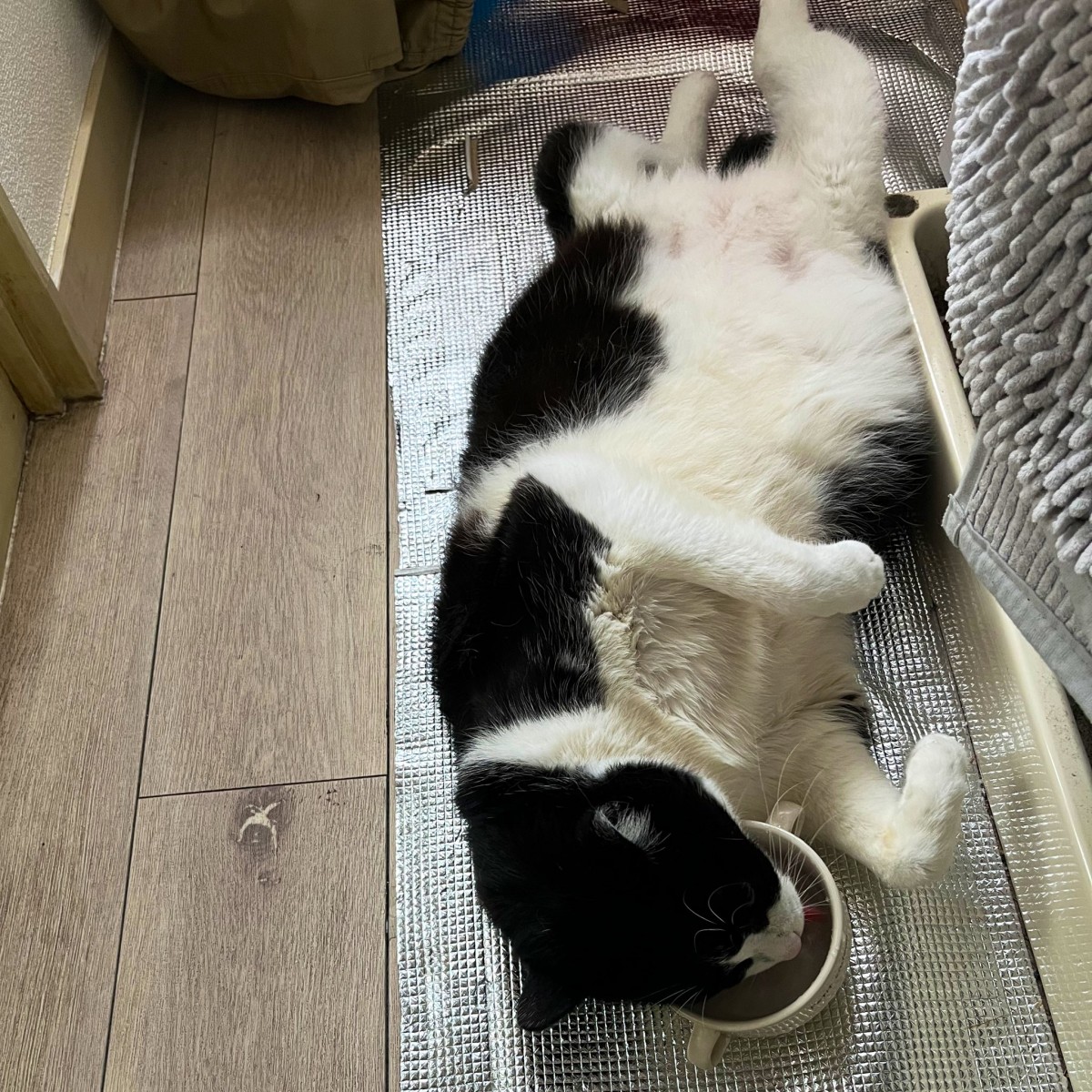 実際の写真(提供:飼い主さん)