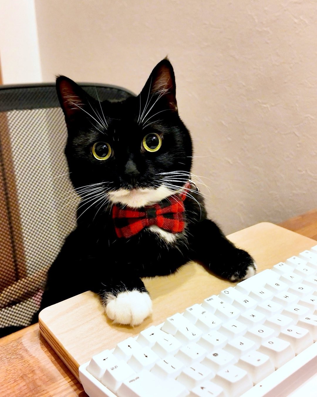 現在6歳の女の子