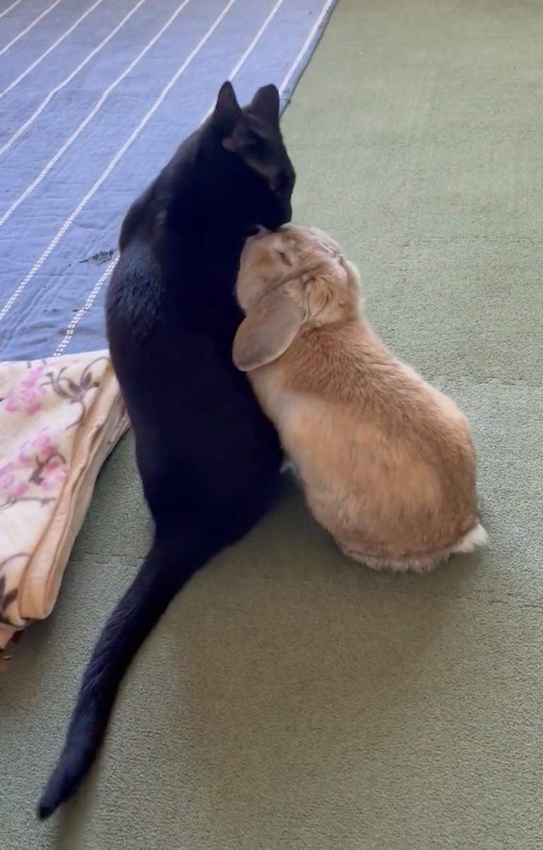 猫　毛づくろい くろねこごま毛づくろい 250720 - YouTube