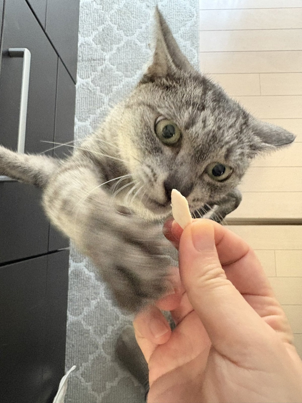 ささみが大好きニャ