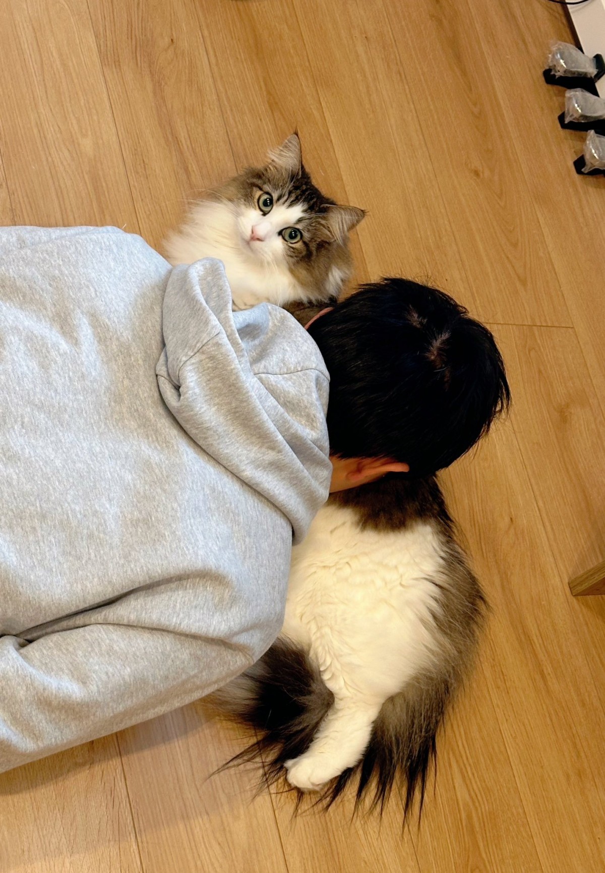 1週間の疲れが消し飛んだ」帰宅してすぐ猫を吸わせてもらった飼い主