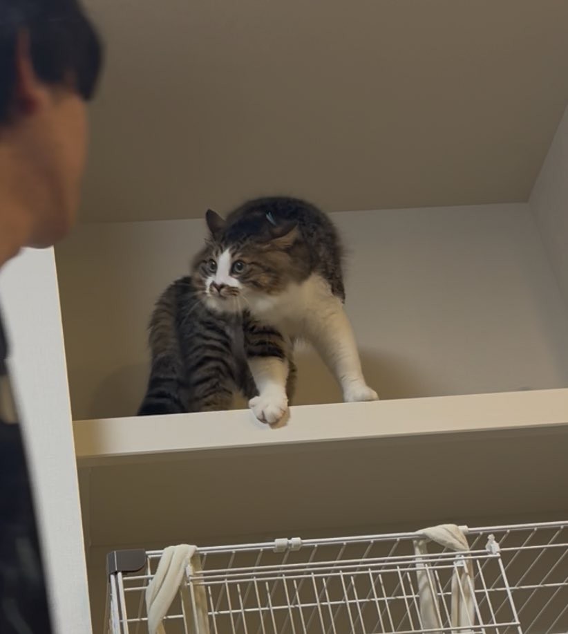 実際の写真(提供:飼い主さん)