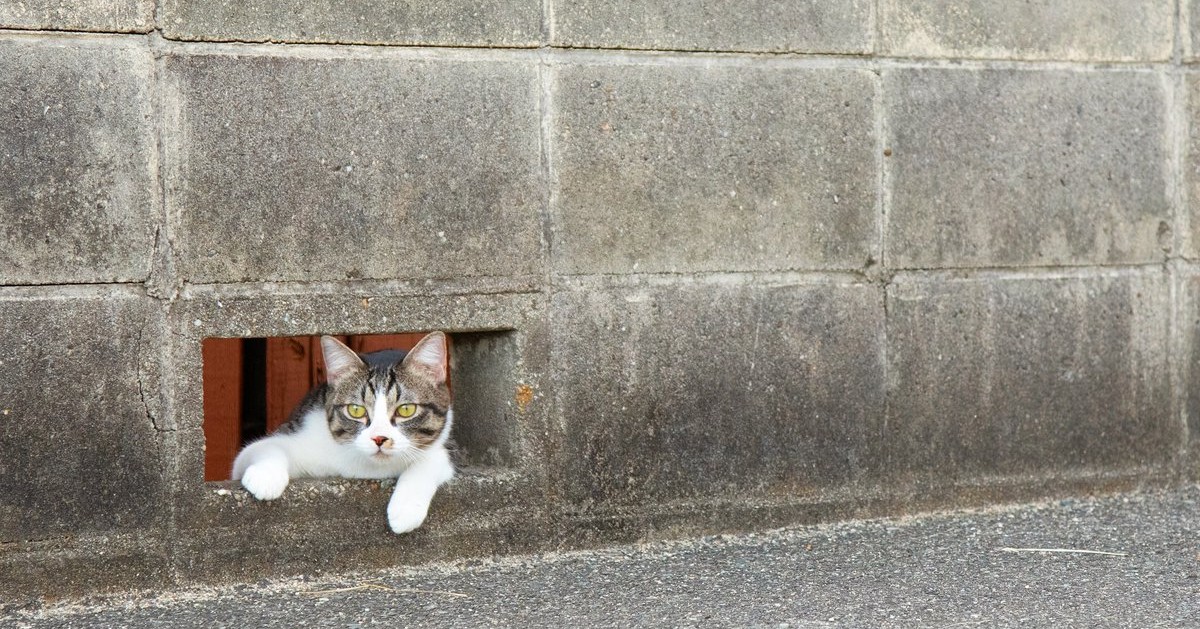 【まま猫(ΦωΦ）】注意→プロスペクターのみ１台です‼️ 楽天市場】名入れ写真入りステッカー （猛猫注意！） 簡単 お手軽