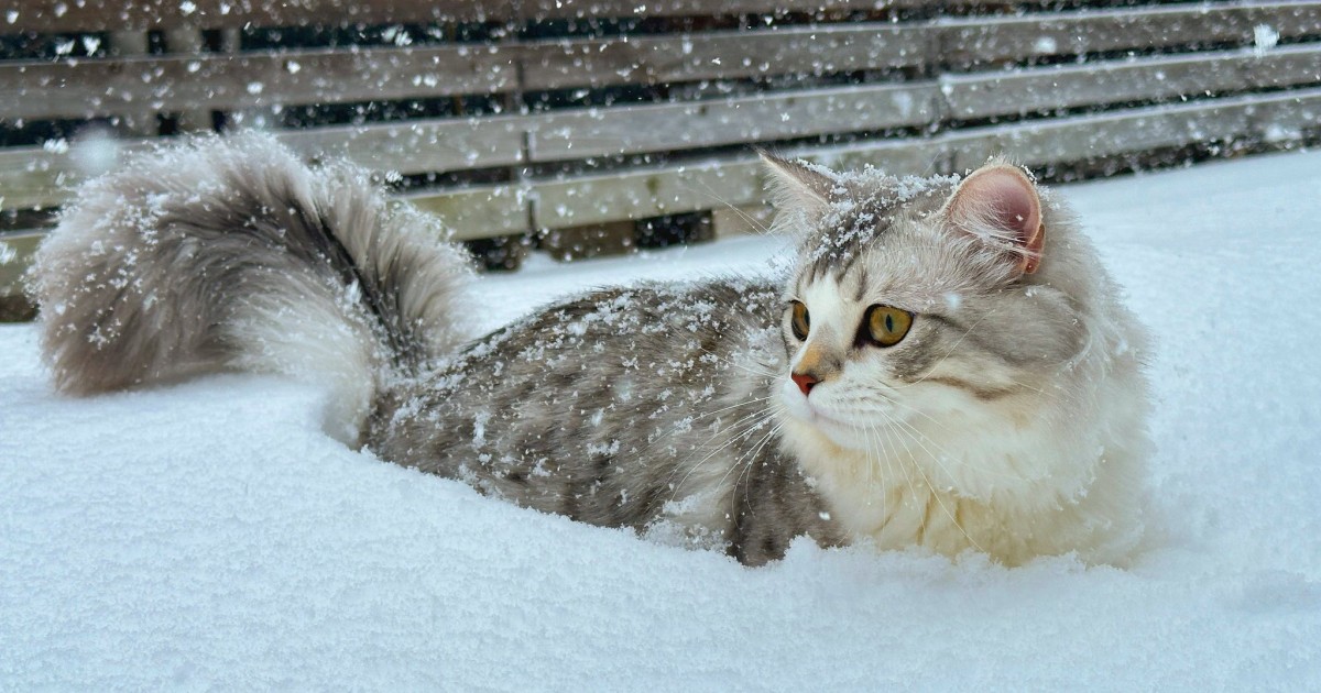 ☆雪猫☆ d5a37b3c-8759-4632-92ef-