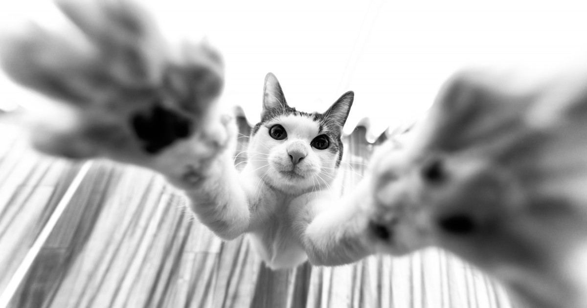 日本全国から41名の猫写真家が参加！今を生きる猫たちのキオク