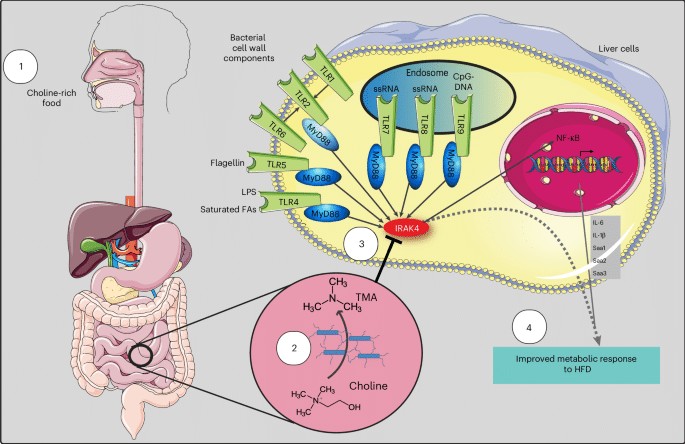 TMAは、腸内細菌叢によって食物中のコリンから合成され、IRAK4の活性を特異的に阻害します。この阻害は、LPSおよび飽和遊離脂肪酸によって誘導されるTLRシグナル伝達経路を鈍化させ、高脂肪食に対する代謝反応（例えば、グルコース恒常性）の改善につながります。