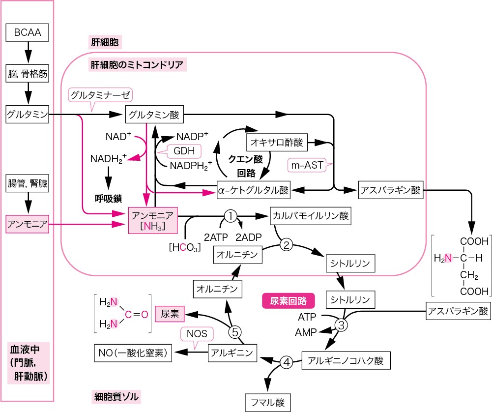 アミノ酸の処理でアンモニアが生じるがすぐに無毒な尿素になる