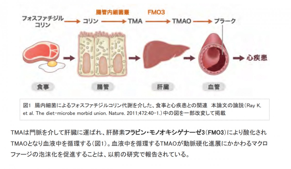 TMAの代謝