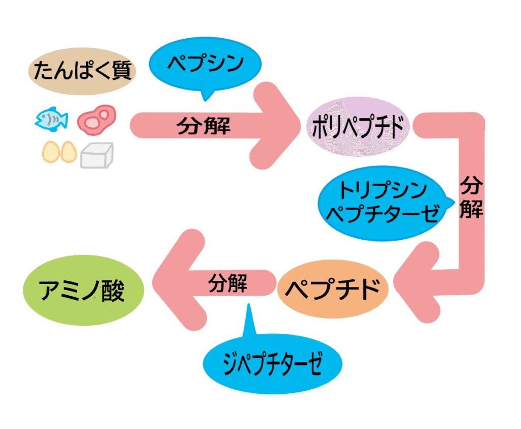 タンパク質からアミノ酸への分解