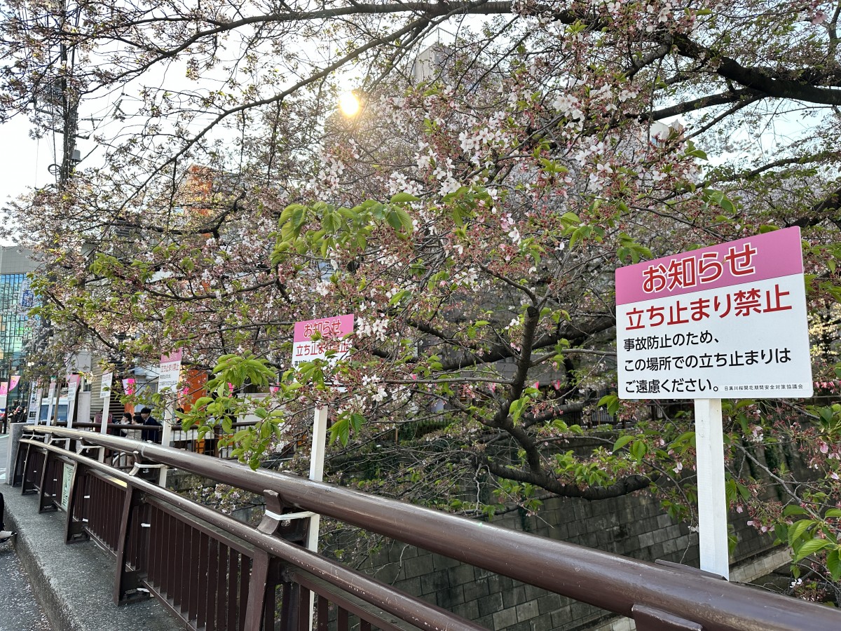 先日訪れたお花見シーズンの中目黒。誘導員の方の掛け声と、注意書きの札で溢れていました。この写真は人がいなくなった瞬間に撮ったものですが、実際は立ち止まって桜との写真を撮る人が多かったです。まさに「赤信号みんなで渡れば怖くない」現象。