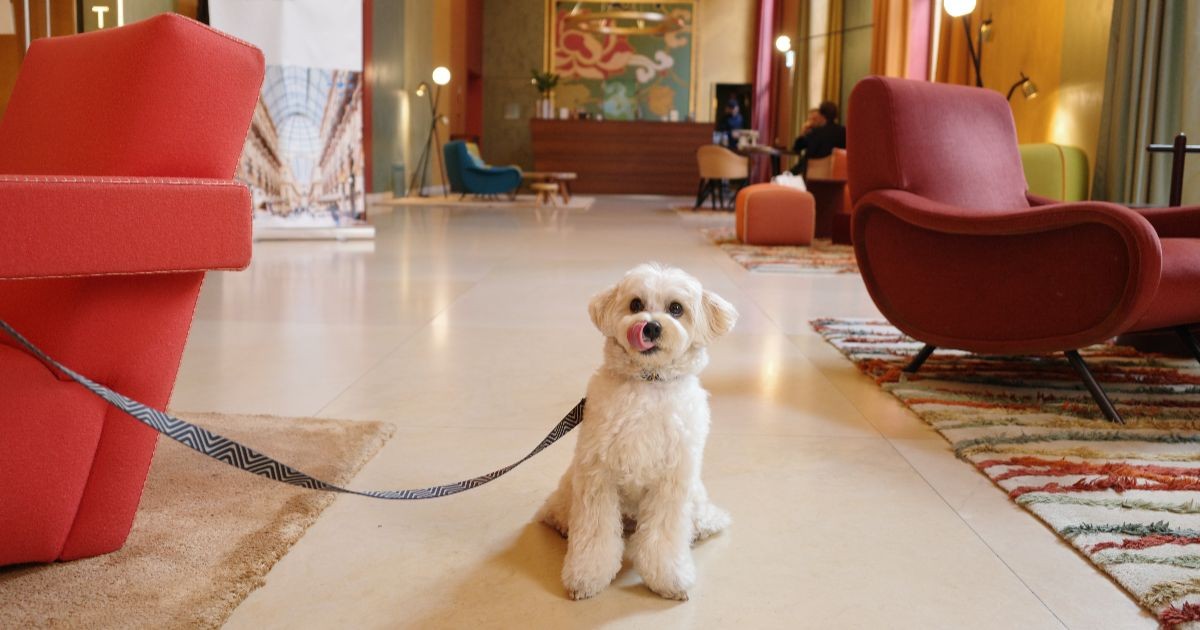 イタリア滞在中、飼い主に「ベリッシモ・マイロッティ」というあだ名をつけられた犬。
