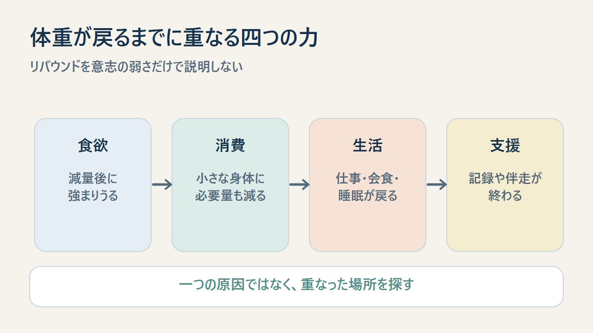 体重が戻るまでに重なる四つの力