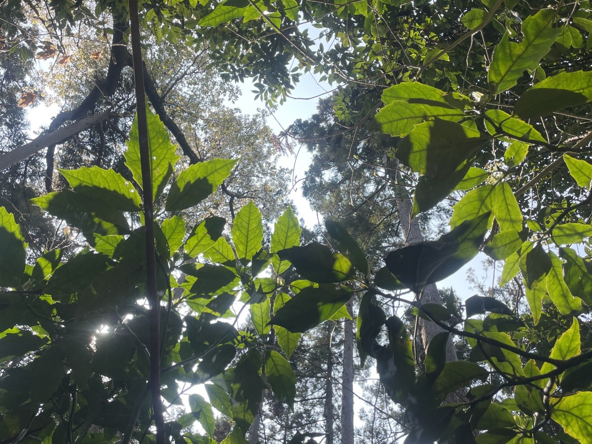 のぐそをするために山の中で座ると、こんなにも自然が近く、自分が生物だと強く実感できるのであります。