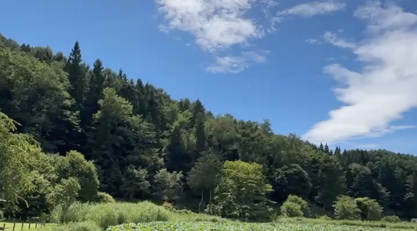 実家の近く🌲 のどかな場所で育ちました。