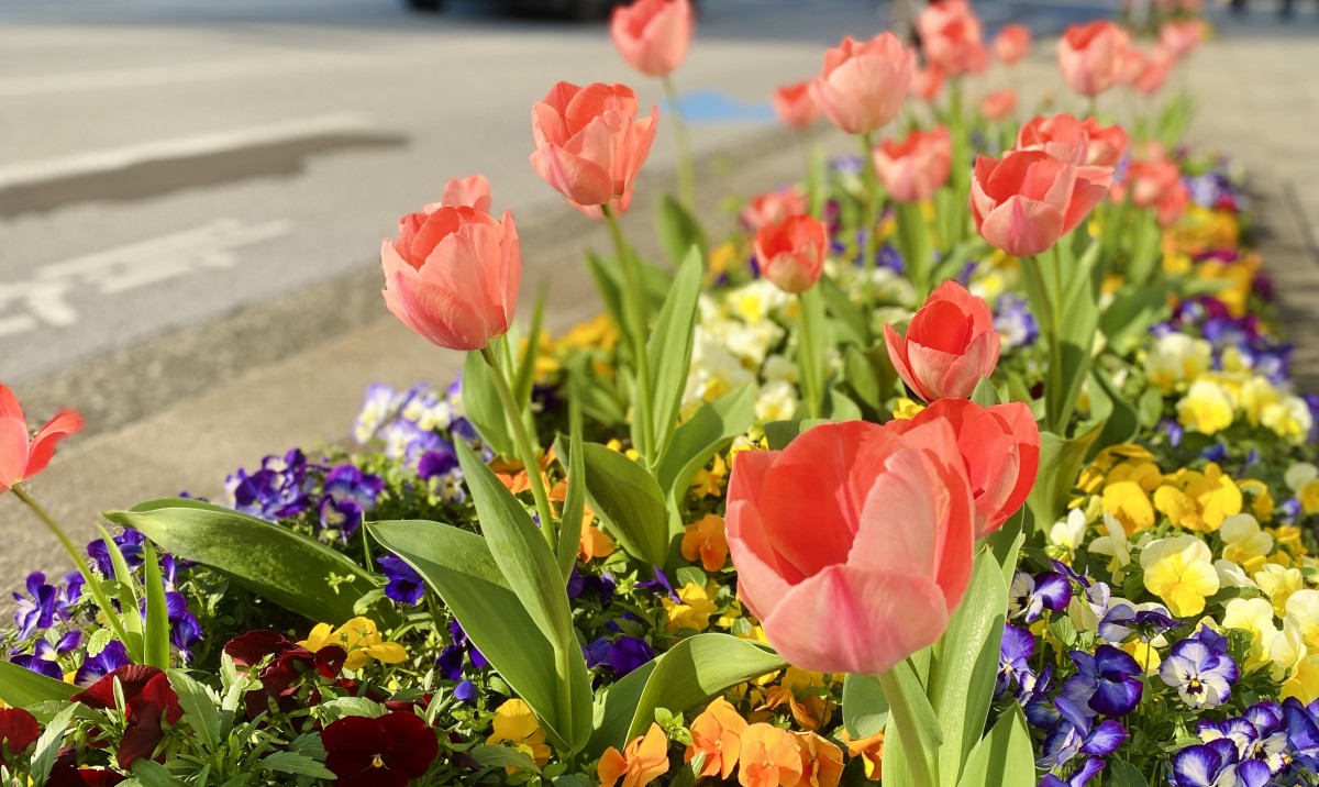 散歩中に見つけた花壇。これはもうとっても春🌷