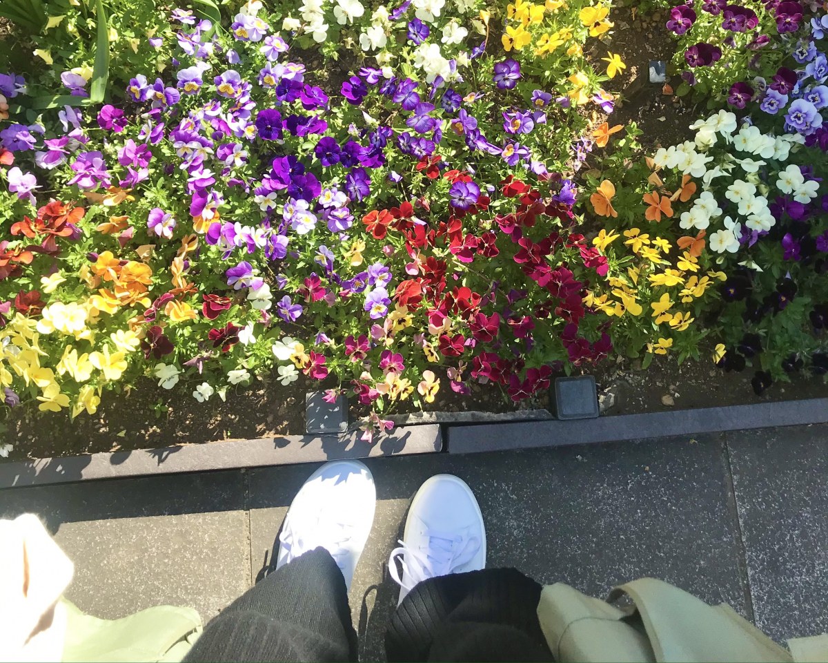 春、全開。（図書館の花壇）