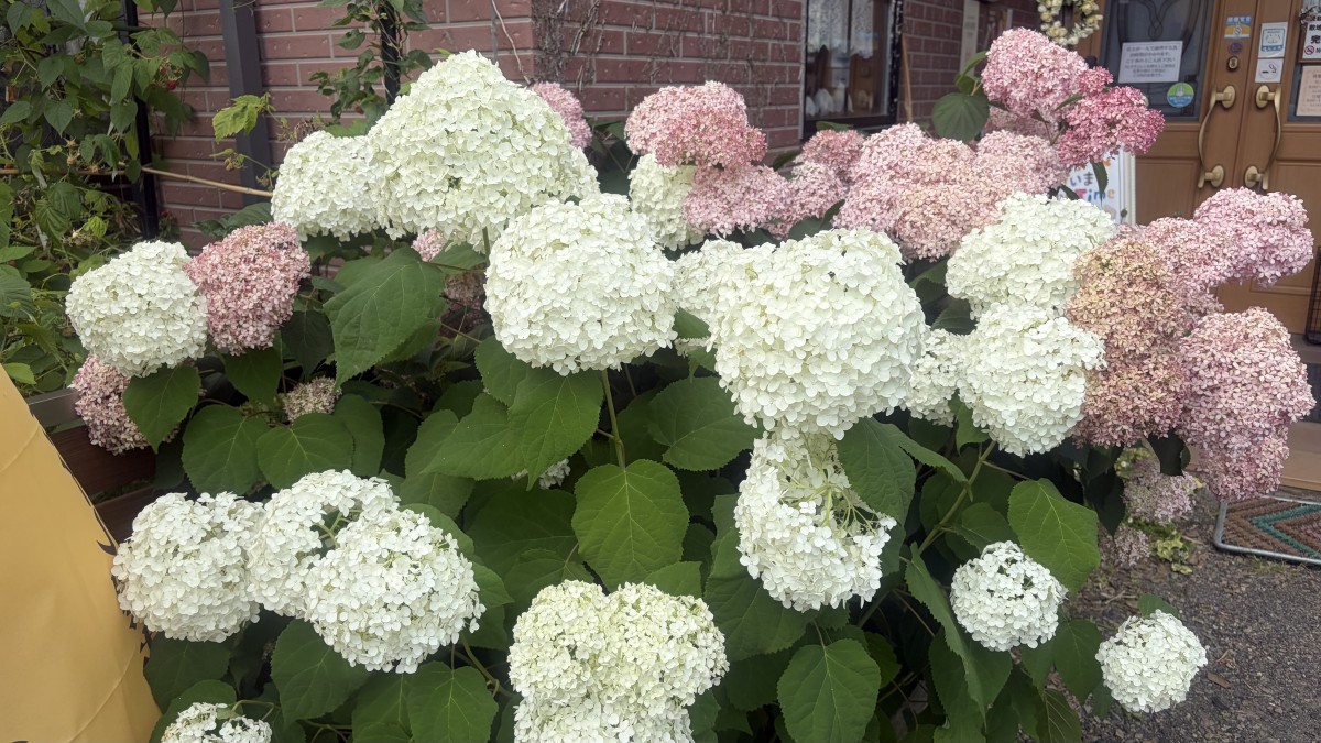 可愛い色合いの紫陽花を発見