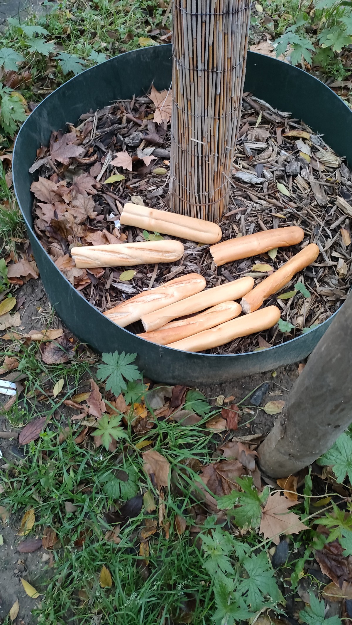 パリの道端に落ちてるバゲットを見つけては撮影していた1年前