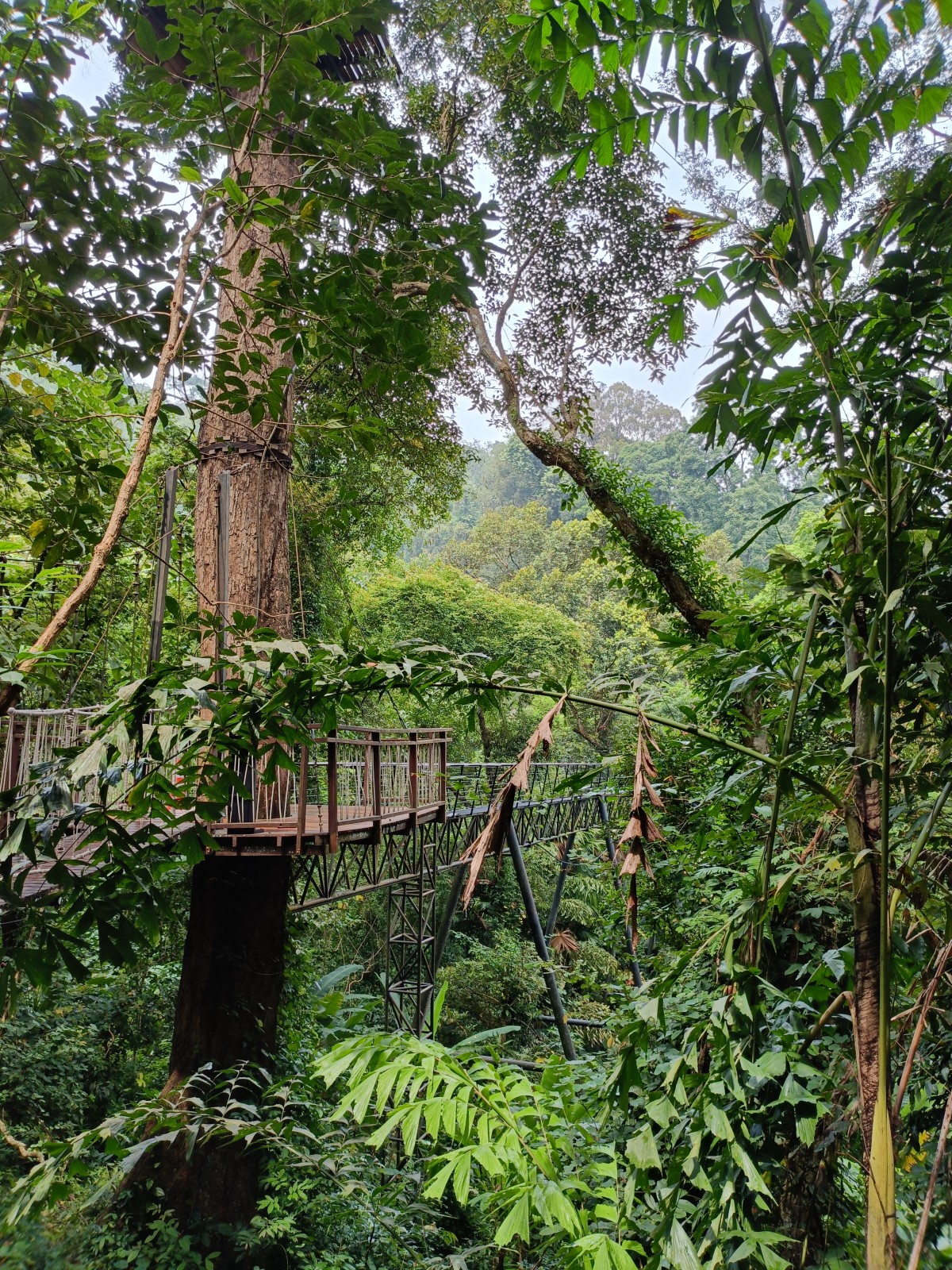 ジャングルでお猿さんごっこしてきました