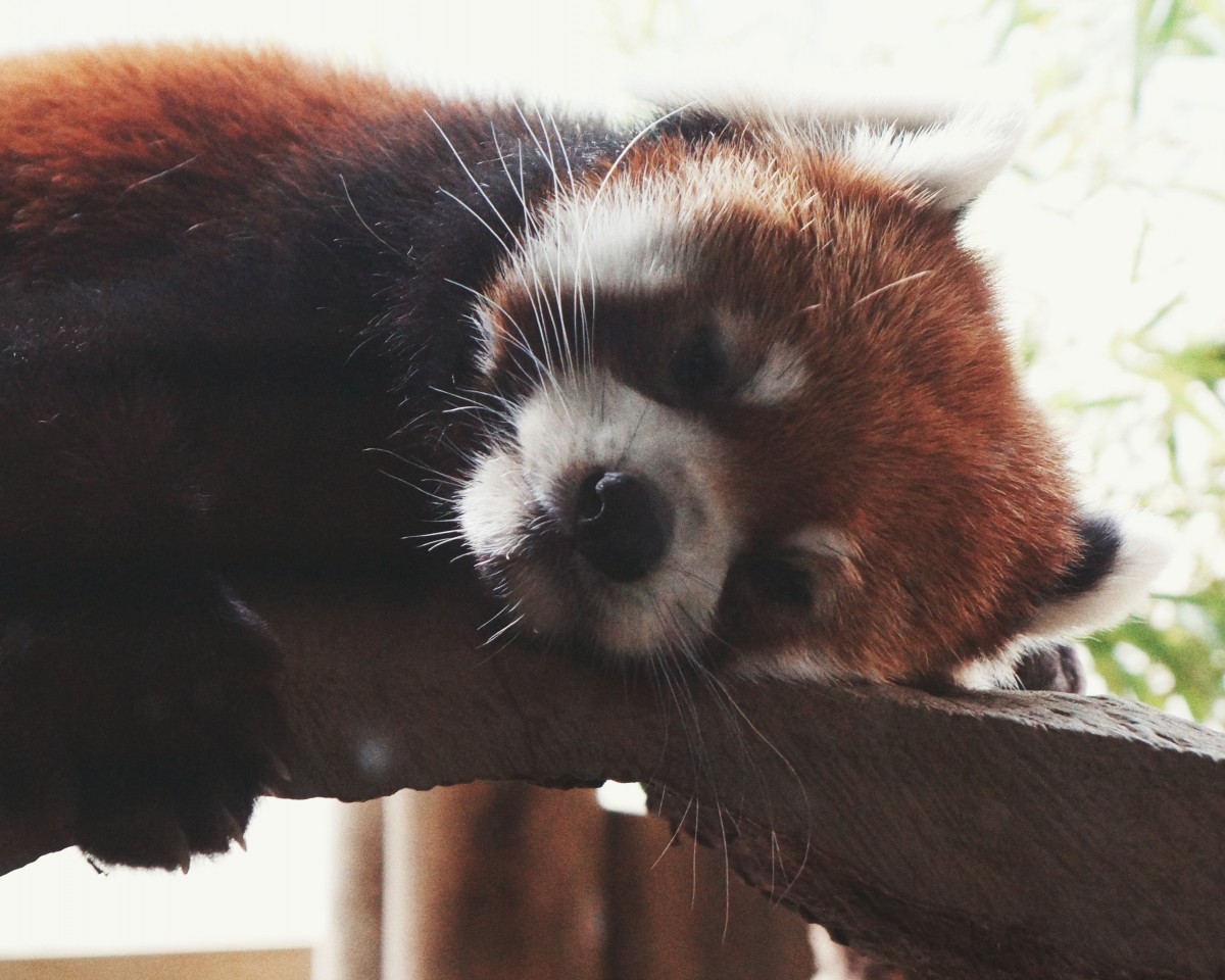 寝ているだけであざといレッサー氏
