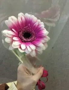 初めてフラワーデモに行ったときに持っていた花