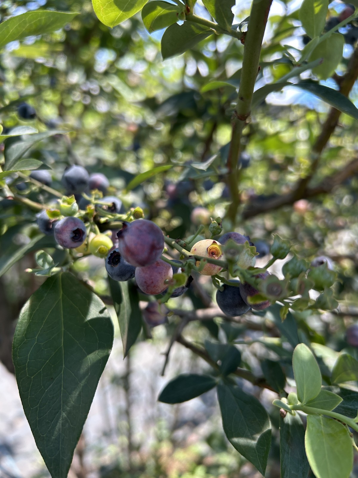 <b>近所の農園さんでブルーベリー狩り。うっかり日焼け対策を怠って、腕が真っ赤になってしばらくシャワーが染みた（涙）</b>
