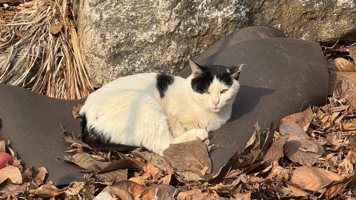 近所の猫ちゃんです。名前は흰둥이（フィンドゥンイ、シロの意）です。