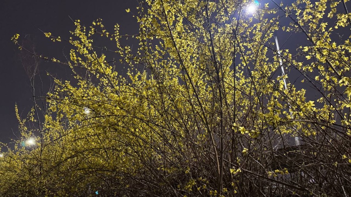 桜とレンギョウです。
