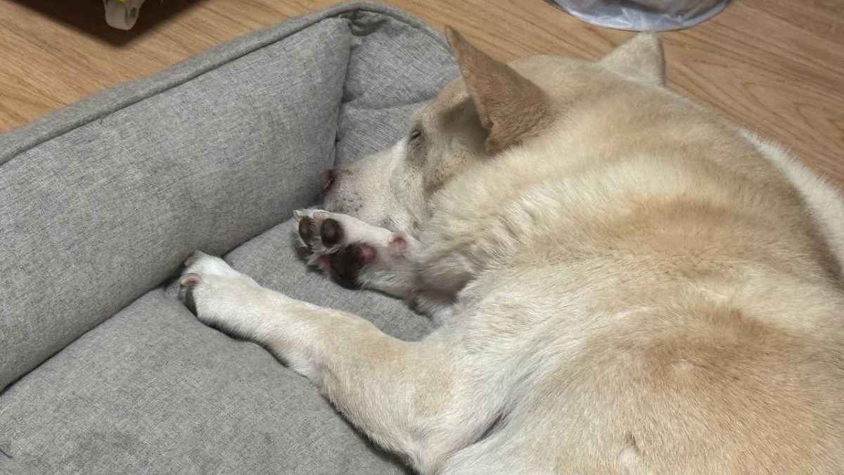 今日の明け方のベリー君。私が家に居るときには、側を離れません。