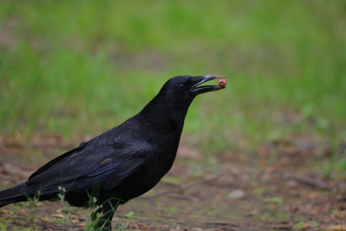 とある公園で撮影。このレターに登場するカラスさんとは別人です。