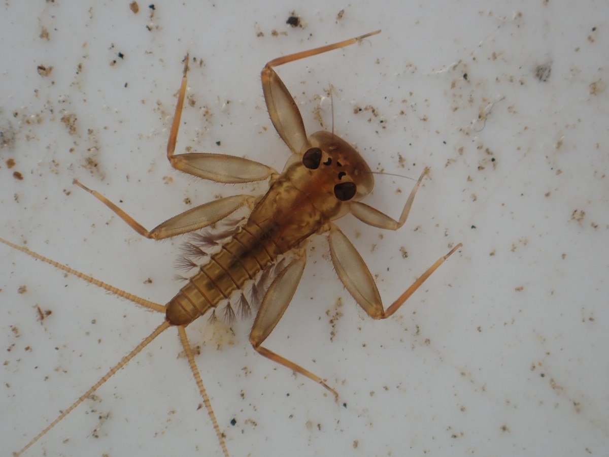 水生生物についてたくさん勉強した一年でした