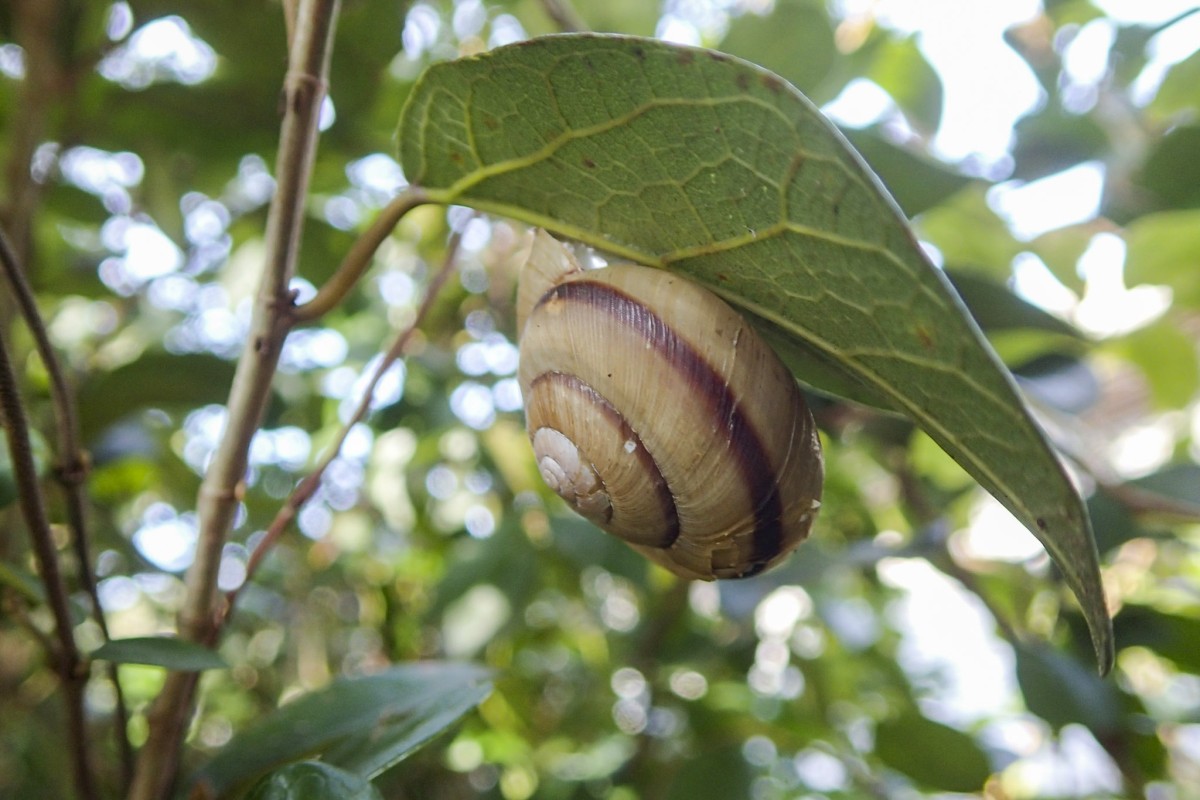 あらこんなところにツクシマイマイ。