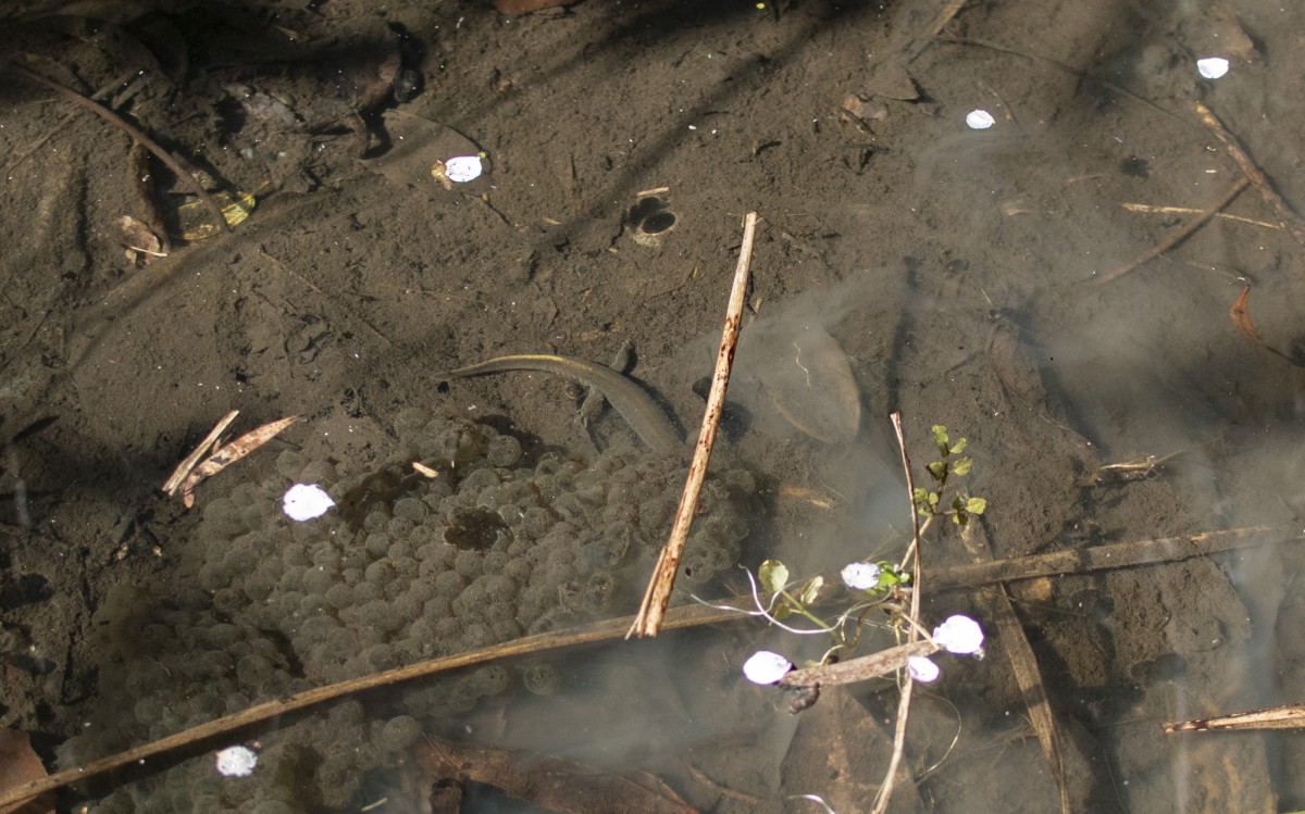 卵塊の下からひょっこり、カスミサンショウウオの胴体としっぽが…!