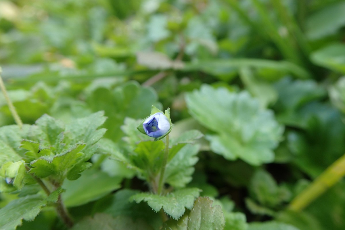 開きかけのオオイヌノフグリの花