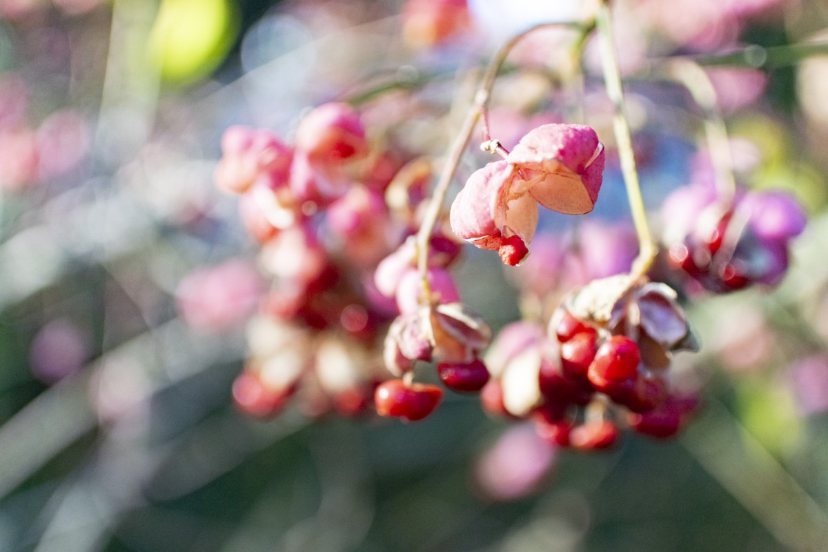 庭のマユミの実