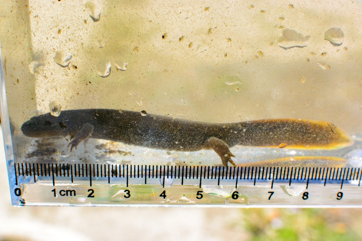 今年は庭池ビオトープにカスミサンショウウオがやってきました