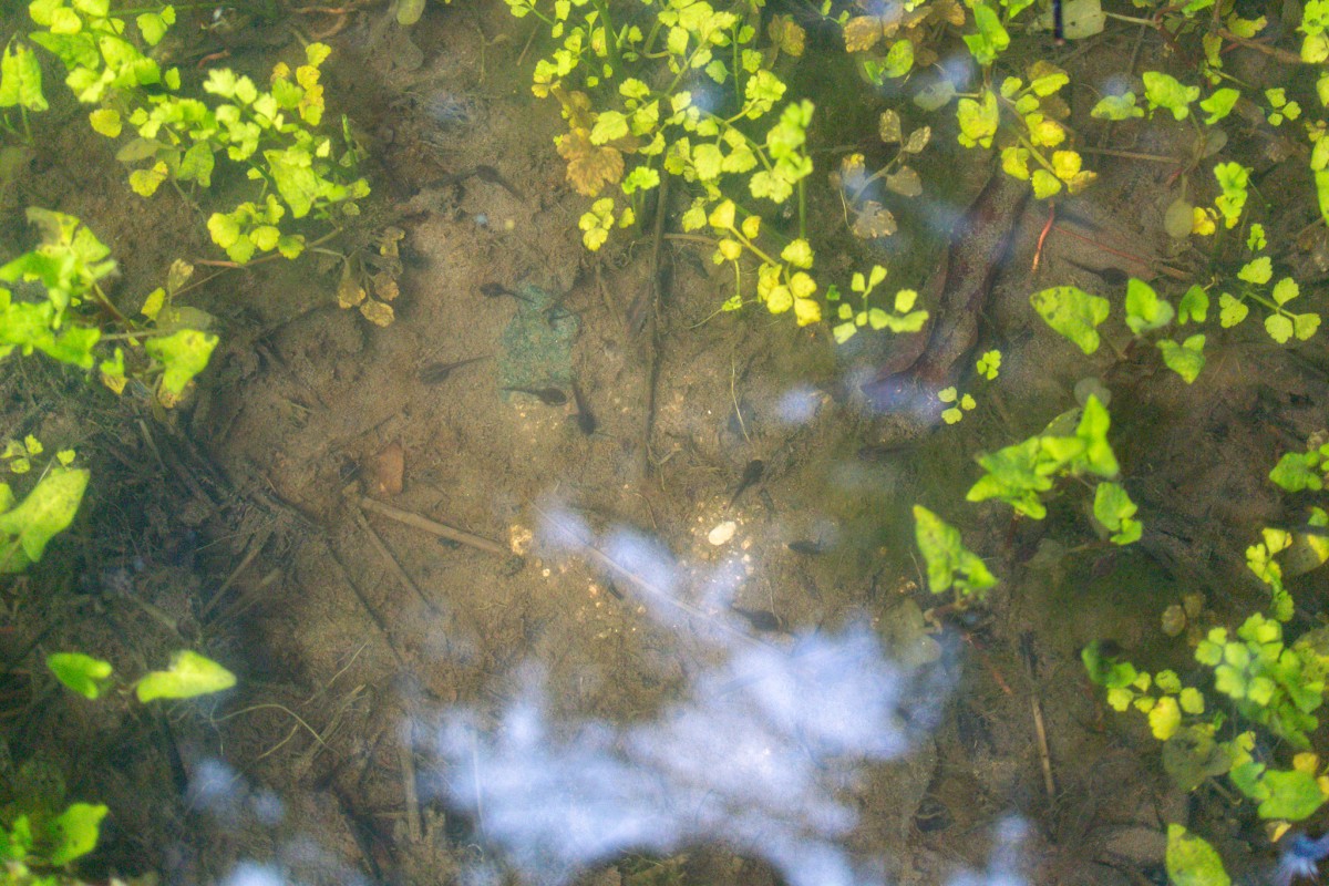 庭池ビオトープのオタマジャクシ