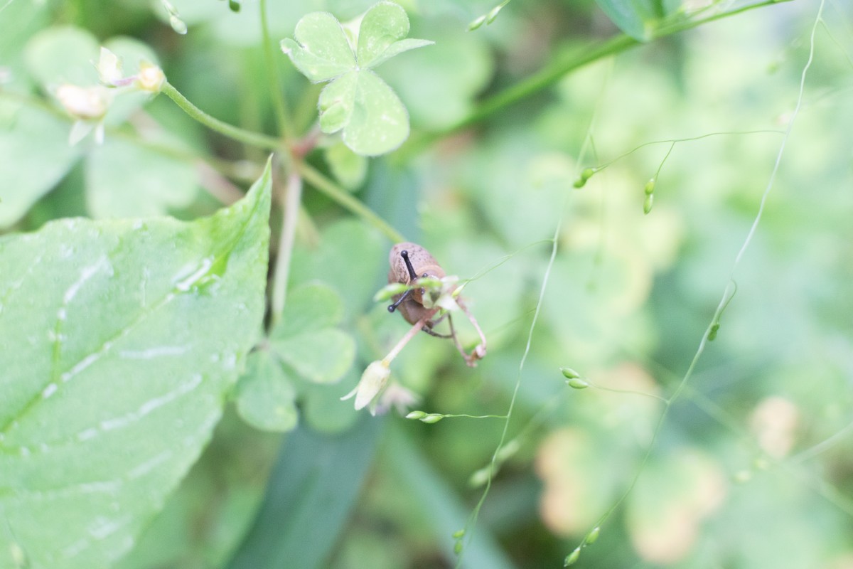 いつか見ていたカタツムリ